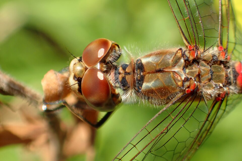 Dragonfly wing dragonfly eyes