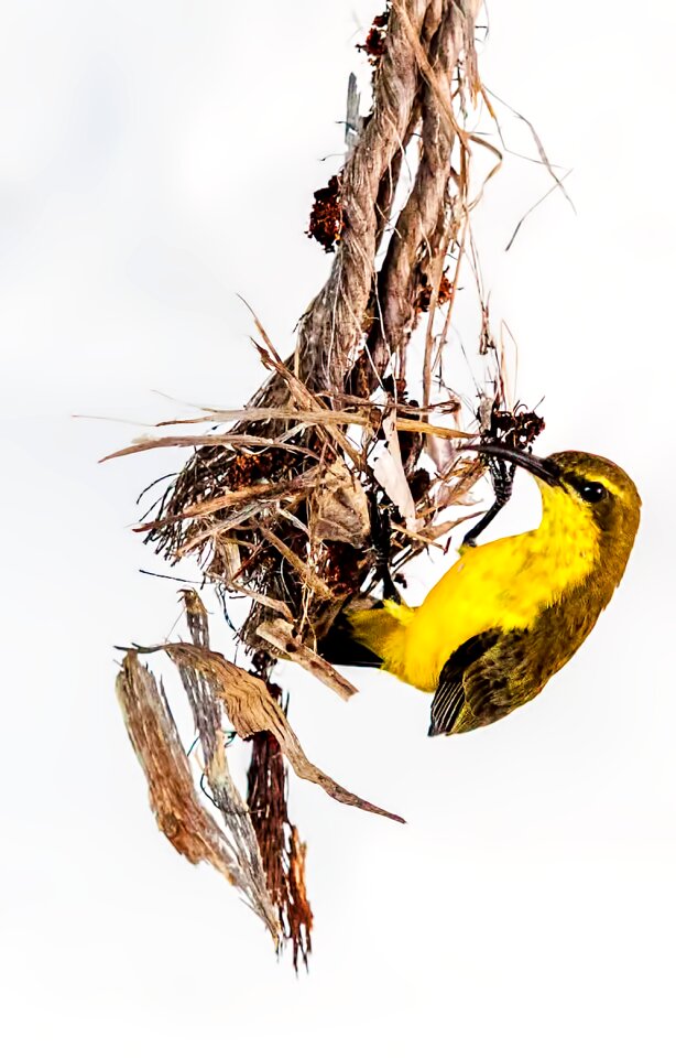 Yellow bird townsville