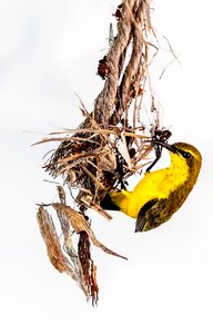 Yellow bird townsville photo