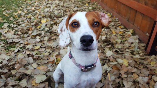 Leaves canine cute