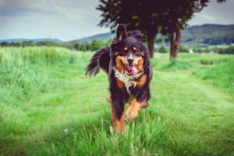 Meadow dog obedience