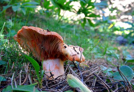 Mycology boletus most