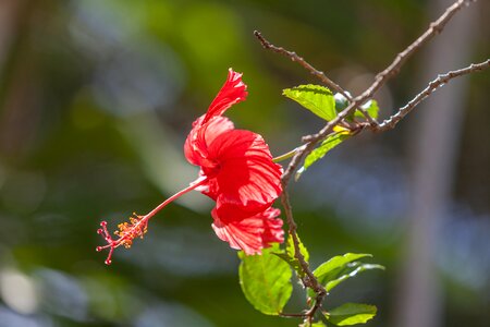 Red hibiscus tropical climate photo