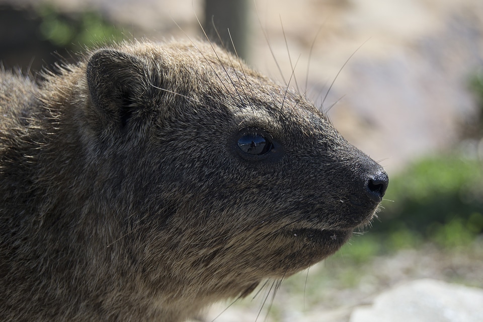 Smile rock hyrax procavia capensis