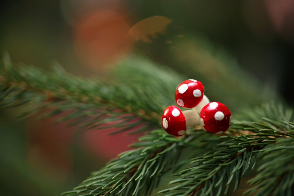 Decoration christmas time branch