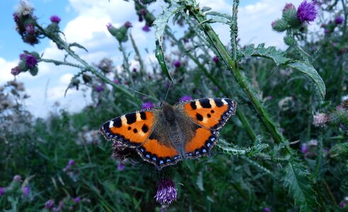 Butterflies mermaid pokrzywnik garden