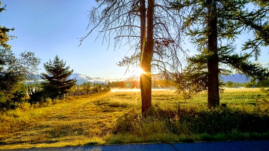 Grass outdoors sunrise