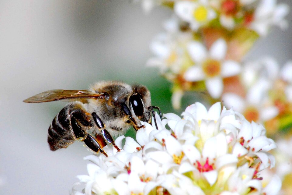 Insect pollination