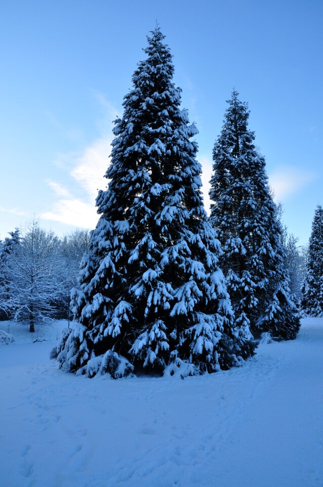 Forest nature landscape photo