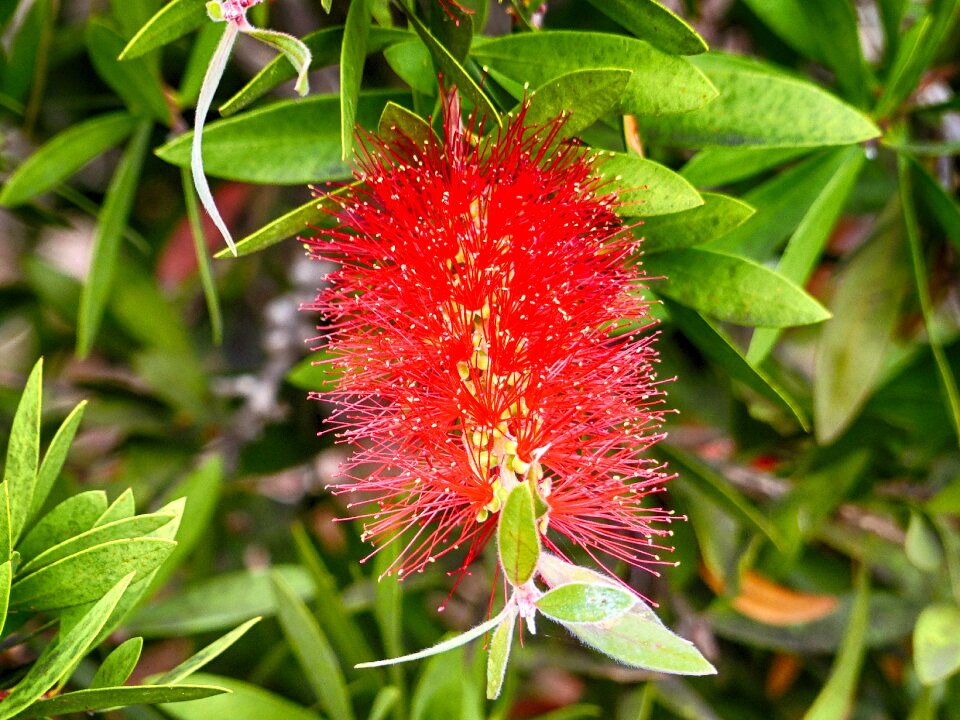 Leaf garden flower