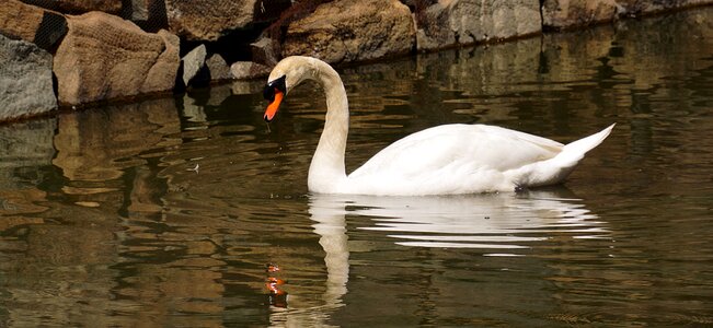 Wildlife lake elegance
