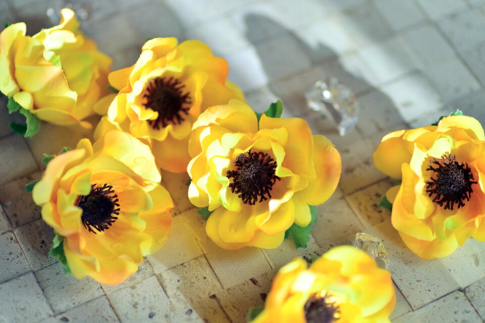 Petal anemone yellow