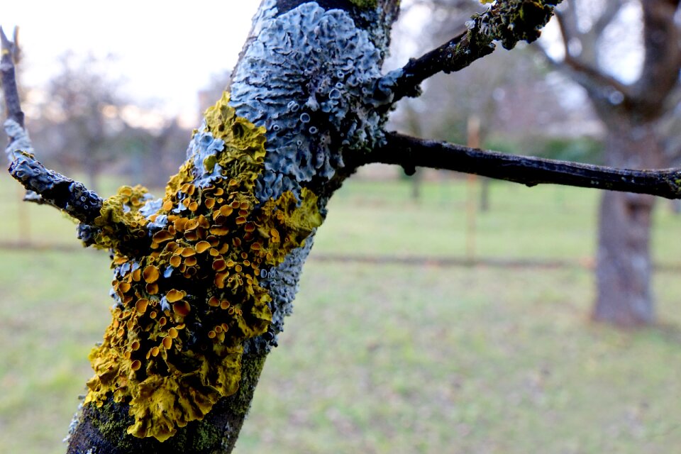 Nature tree fouling