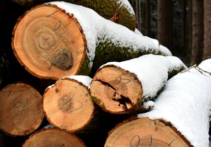 Forest trees wood photo