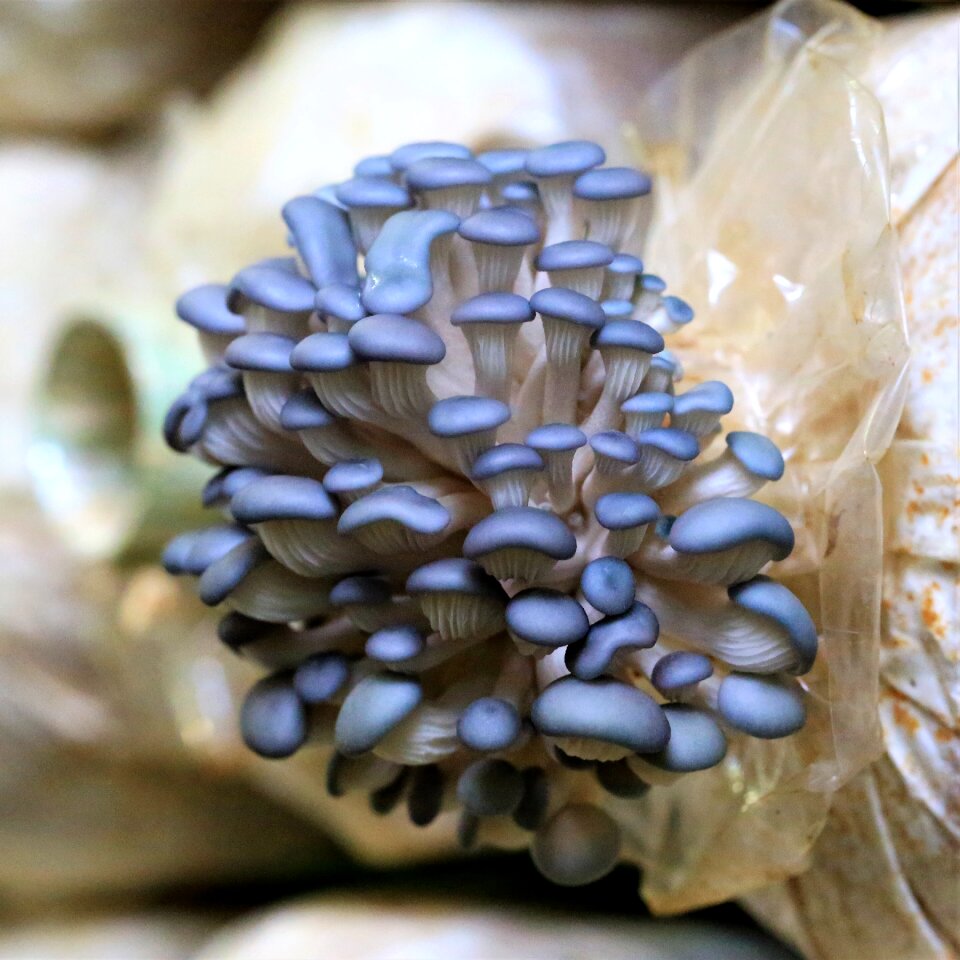 Food edible growing