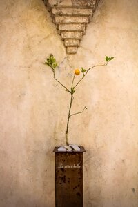 Plant minimalism citrus