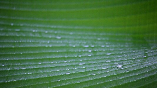 Nature drops of water green photo