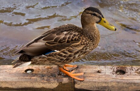 Bird the wild duck water bird
