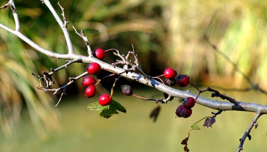 Outdoors fruit season