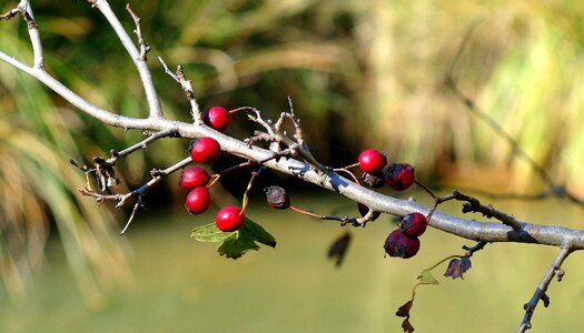 Outdoors fruit season photo