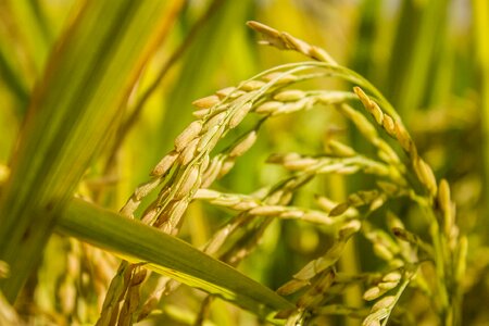 Agriculture crop rice
