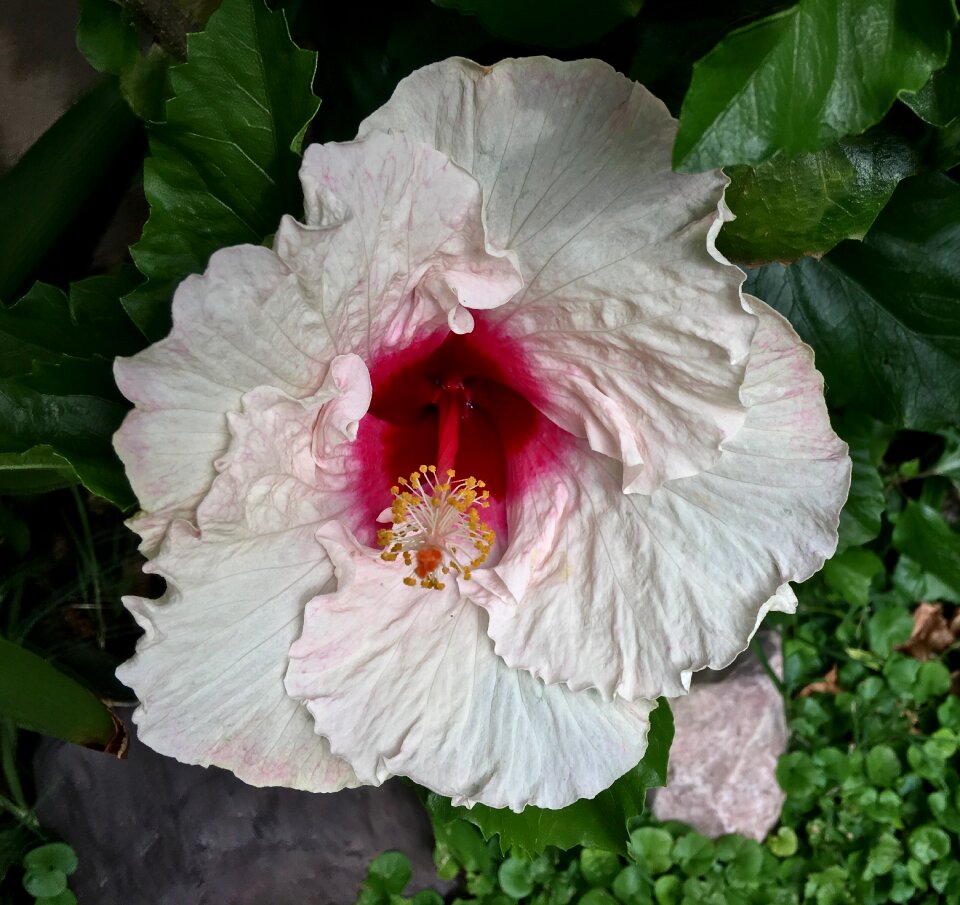 Hibiscus garden petal