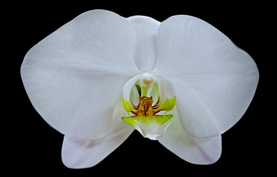 White petal blossom