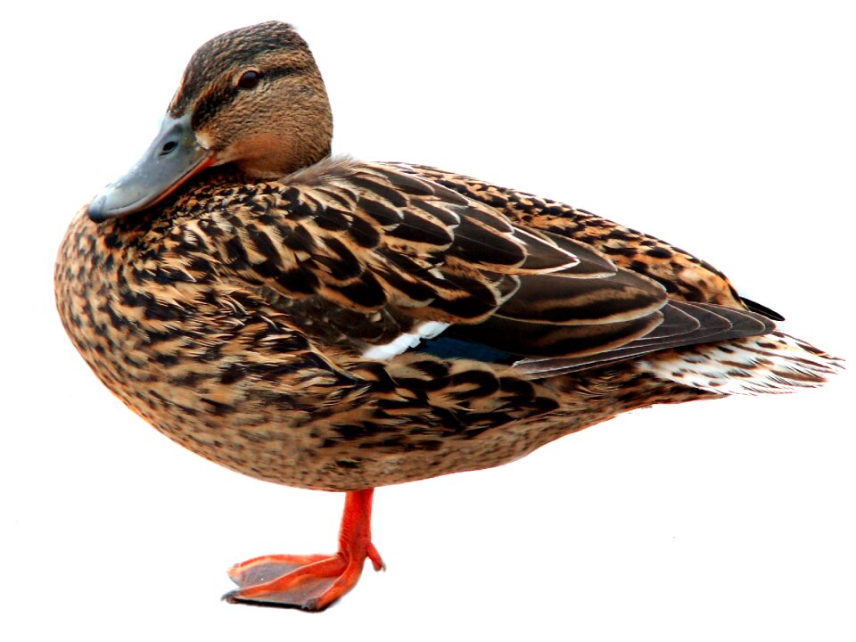 Pen nature duck