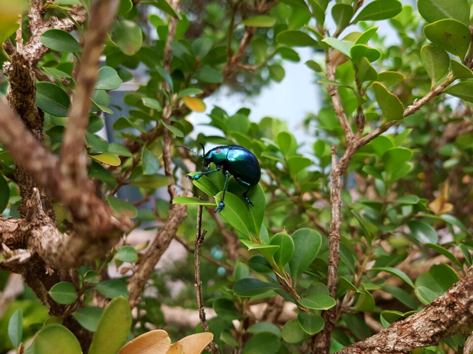 Outdoors plant environment