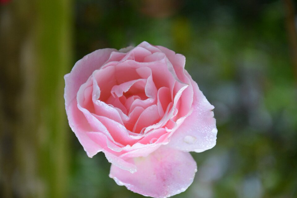 Garden pink flower pale pink