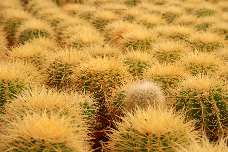 Nature desert growth