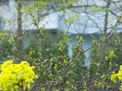 Branch nature young foliage