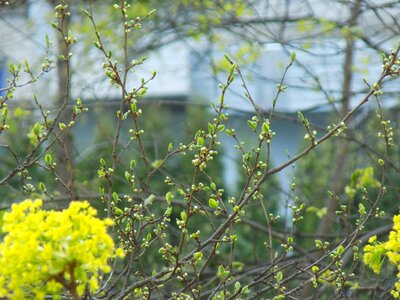 Branch nature young foliage photo