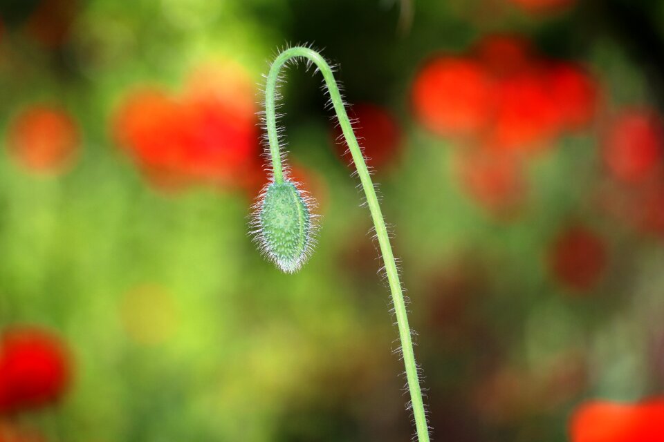 Summer outdoors poppy