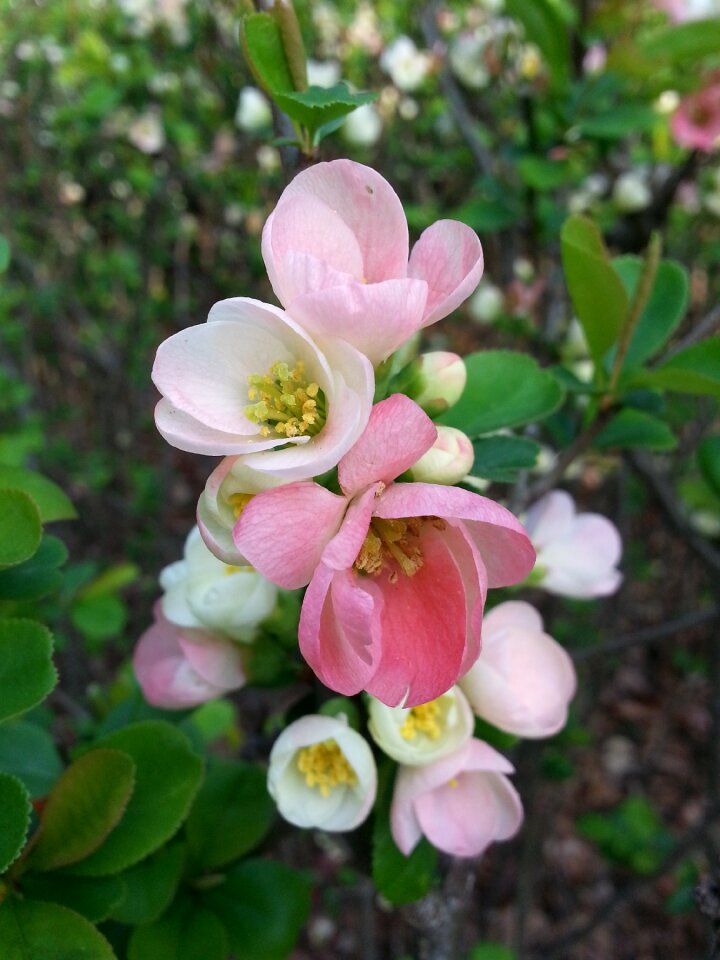 Freshness beauty japan tokyo chaenomeles rosaceae