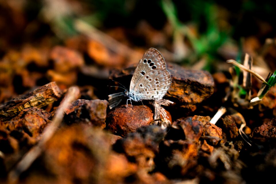 Insect butterfly little
