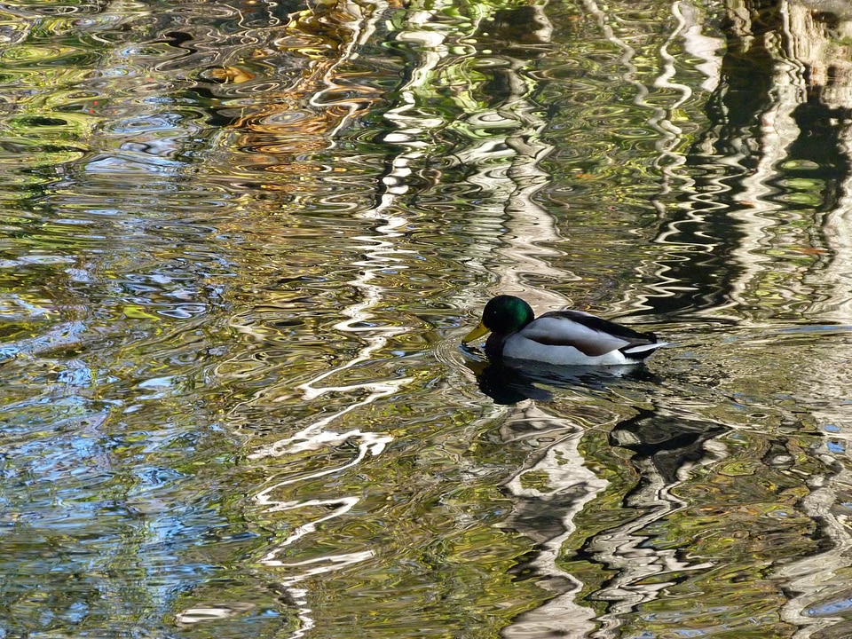 Nature colorful pond