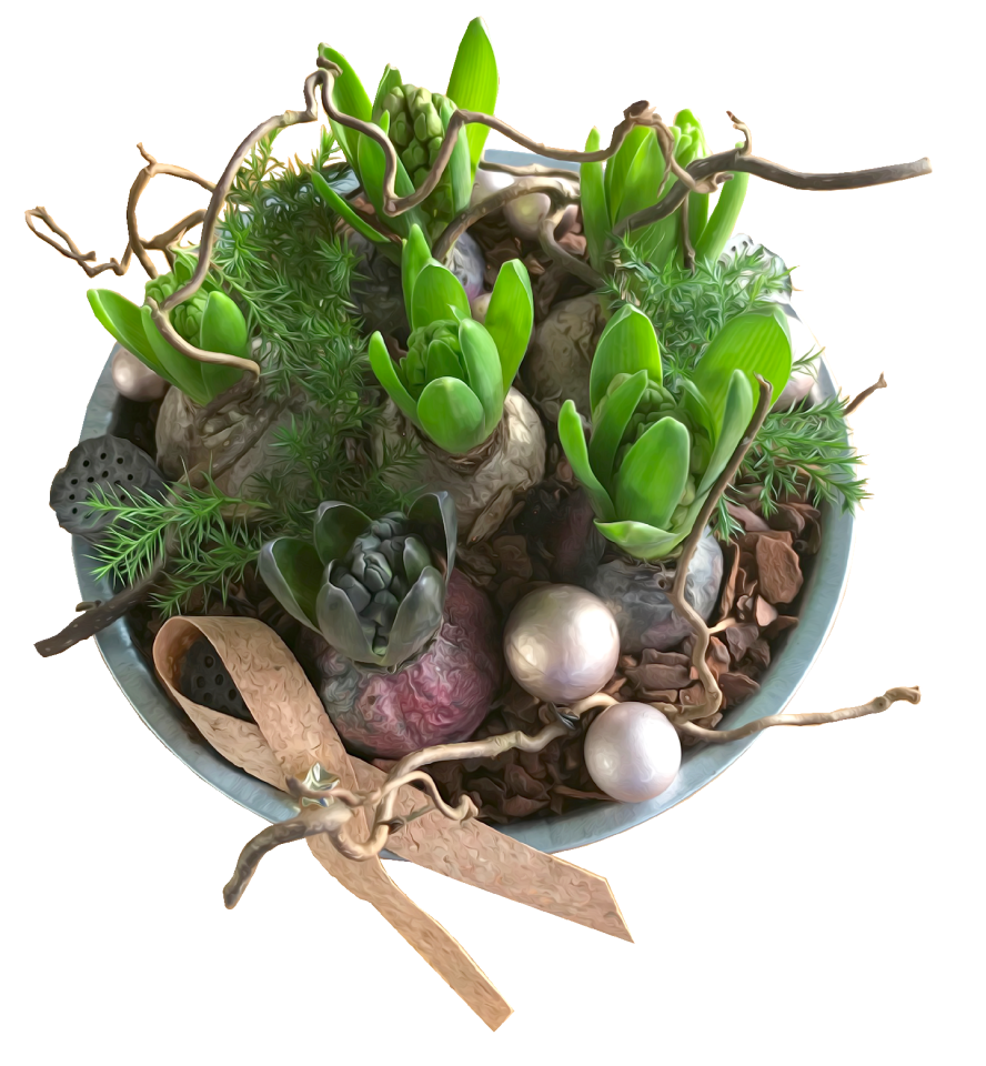 Plants christmas flower bulbs