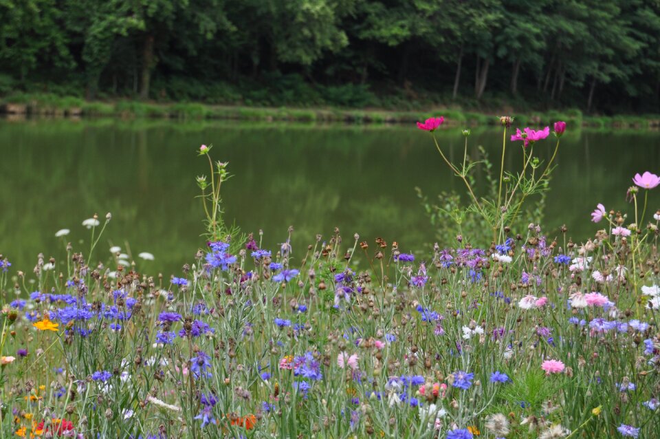 Summer field wildflower