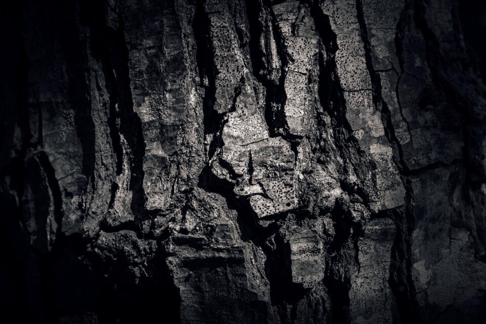 Pine pine-tree detail