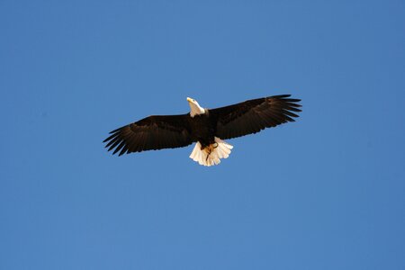 Animal world adler bald eagle
