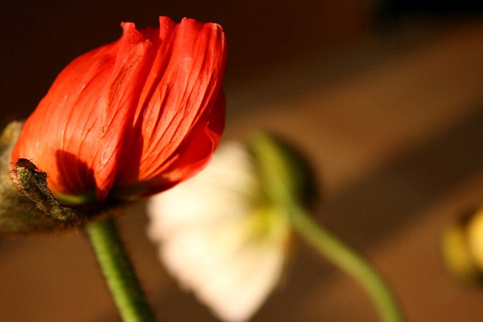 Red flowers blossom bloom
