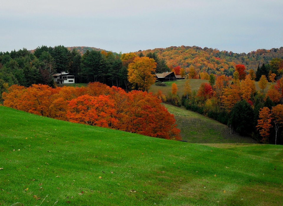 Rural forest scene