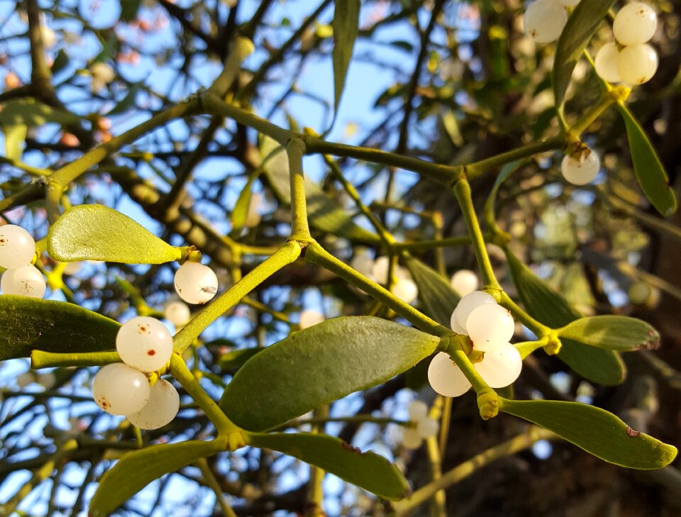 Nature berry white