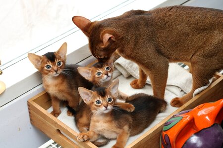 Cute pets mammals