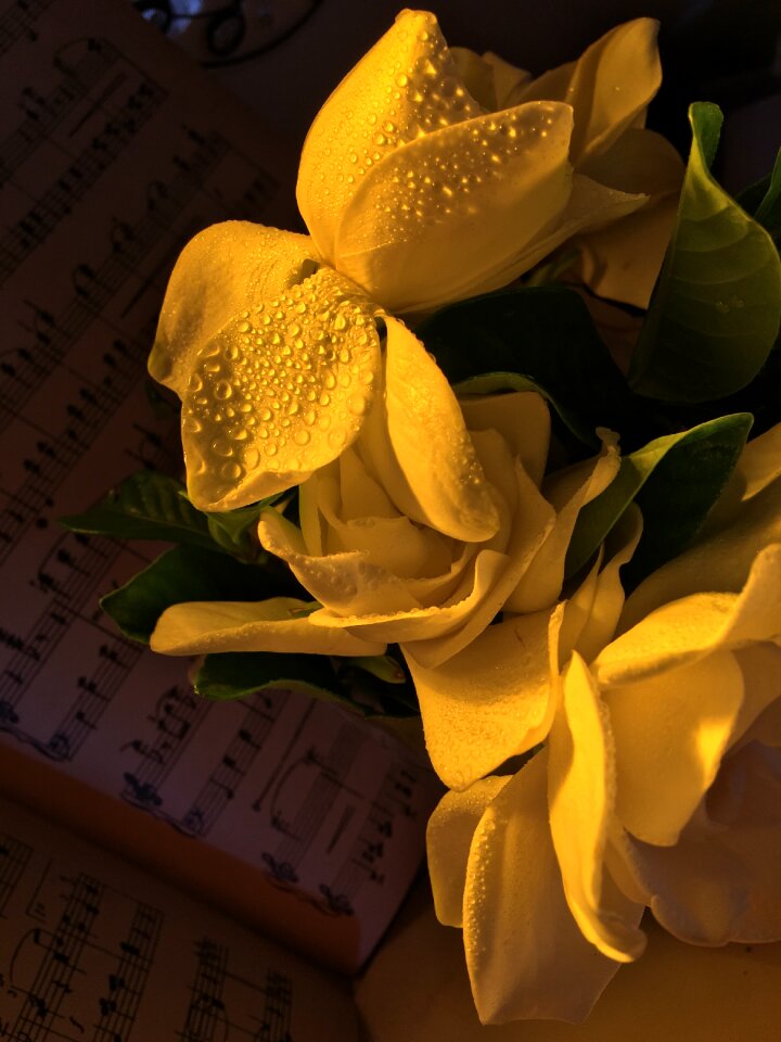 Nature flowers drop