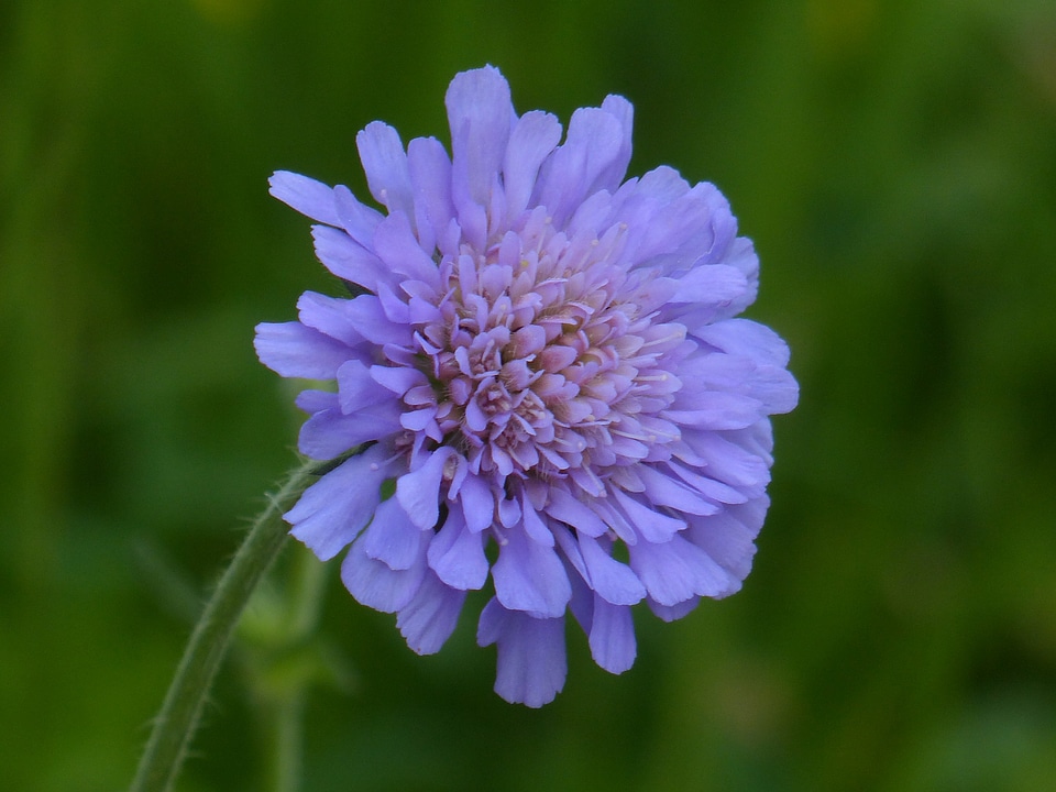 Pointed flower purple violet