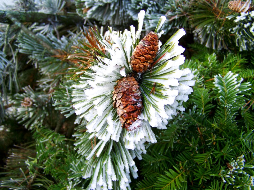 Roan fenyőág winter rime photo