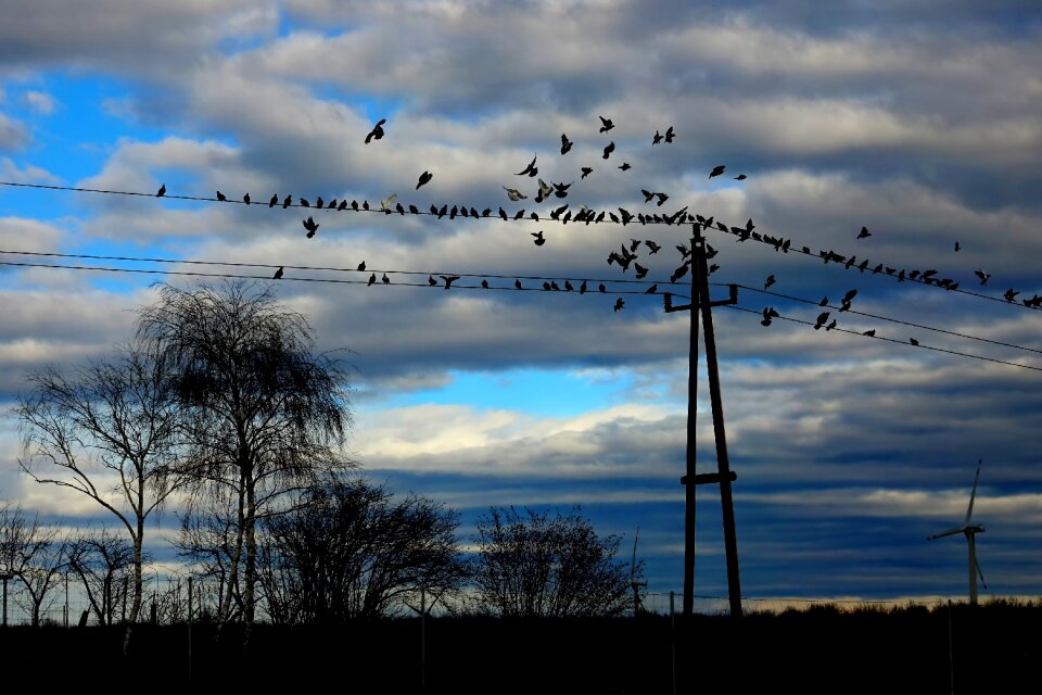 Poultry flock of doves flock of birds