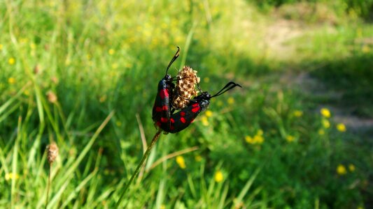 Outdoors insect butterfly photo